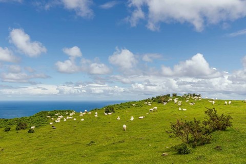Sheep in green pasture at Pico Jaizkibel near Hondarribia on the Atlantic border between France and