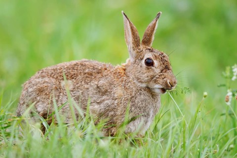 Wild rabbit (Oryctolagus cuniculus) sitting feeding in a meadow, North Rhine-Westphalia, Germany
