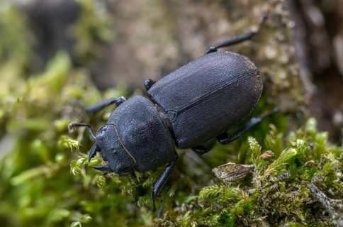 Beetle beetle, dorcus parallelipipedus, lesser stag beetle, beetle, coleoptera, insects, beetles