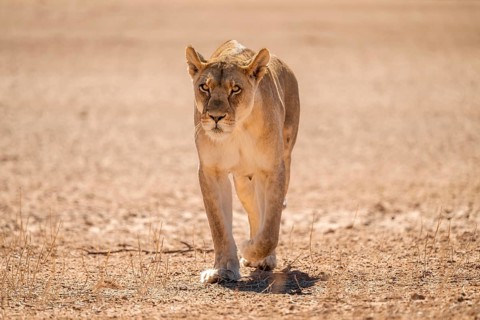 Lioness (Panthera leo) walking towards camera, Kgalagadi Transfrontier National Park, Northern