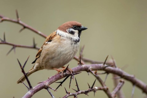 Tree Sparrow, Passer Montanus, Sparrow, Tree Sparrow, Birds, Passeri, Songbirds, Sparrow, Sparrow,