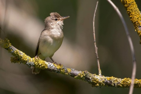 Acrocephalus palustris, marsh warbler, birds, passeri, songbirds, songbirds, birds, warblers