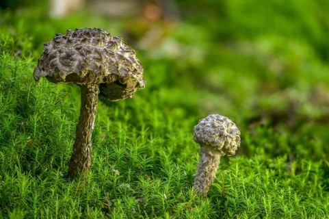 Black scaly bolete, Strobilomyces floccopus, Strobilomyces strobilaceus, strubble head, strubble