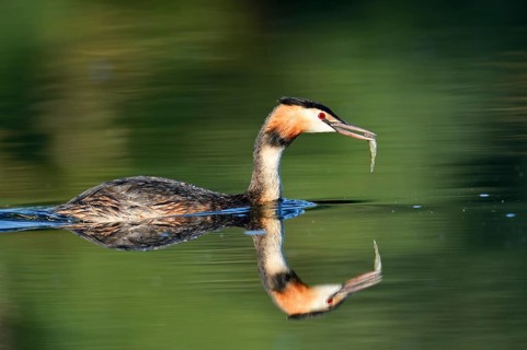 Great Crested Grebe (Podiceps cristatus) with a fish in its beak, North Rhine-Westphalia, Germany