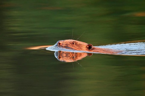 European beaver (Castor fiber), swimming, North Rhine-Westphalia, Germany