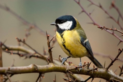 Great tit, great tit, parus major, birds, tits, passeri, songbirds, songbirds, tits, birds