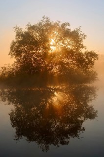 White willow (Salix alba) on the River Lippe at sunrise, with a reflection, North Rhine-Westphalia,