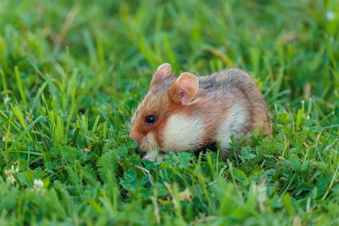 A European hamster (Cricetus cricetus) collects herbs, grass and blossoms in a green meadow.