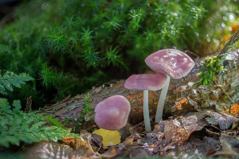 Agaricus purus, common radish helmet, gymnopus purus, purple radish helmet, mycena pura, prunulus