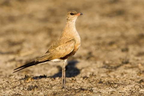 Australian Pratincole (Stiltia isabella), Western Australia, Australia
