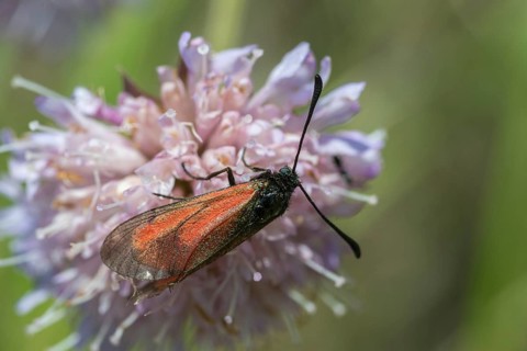 Beaver ram, blood droplet burnet, zygaena minos, blood droplets, butterfly, insects, moths, moths,