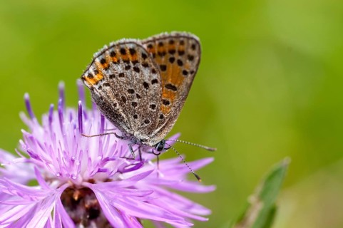 Moth, small moth, Lycaena phlaeas, small copper, butterfly, insects, butterfly, butterflies