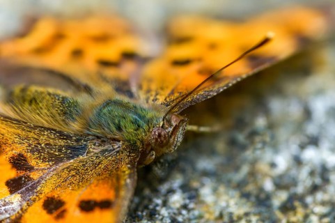 C-butterfly, comma butterfly, nymphalis c-album, polygonia c-album, butterfly, insects,