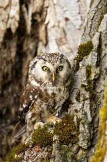 An owl sits alert on a tree trunk, surrounded by moss and bark in a peaceful woodland scene,