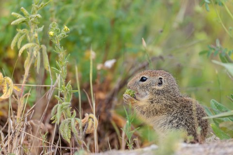 A young European ground squirrel (Spermophilus citellus) eats seats, leaves and flowers in a green