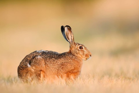 A brown hare (Lepus europaeus) sits in a parched meadow, North Rhine-Westphalia, Germany
