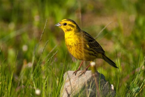 Emberiza citrinella, goldammer, yellowhammer, birds, male, passeri, songbirds, birds