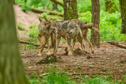 Three wolves are running together through a wooded area, Wolf (Canis lupus), Germany