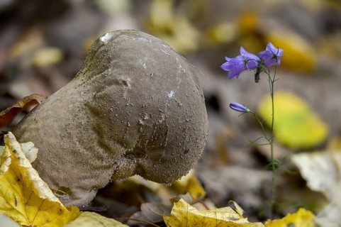Sacred spore dust, calvatia excipuliformis, large dust, lycoperdone excipuliform, sackbovist,