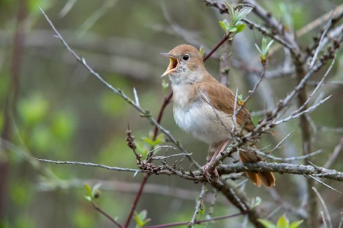 Brandenburg, Germany, Luscinia megarhynchos, Nabu project, nightingale, national natural heritage,