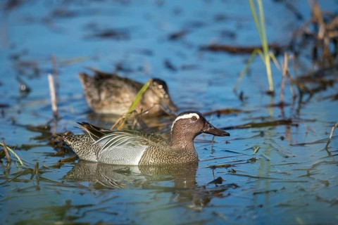 Anas Querquedula, Garganey, Granelli, Italy, crisp duck, Pantano Cuba lagoon, Pantani Cuba and