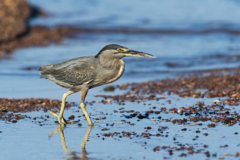 Striated Heron (Butorides striata) hunting, Eilat, Israel