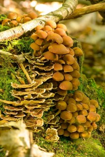 Cluster crumblecap, Drosophila subpapillata, psathyrella hydrophiloides, psathyrella piluliformis,