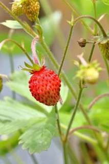 Wild strawberry (Fragaria vesca), ripe fruit, Wilnsdorf, North Rhine-Westphalia, Germany