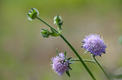 Field widow flower, asteraceae, dipsacaceae, tidal plant, knautia arvensis, daisy flower, meadow