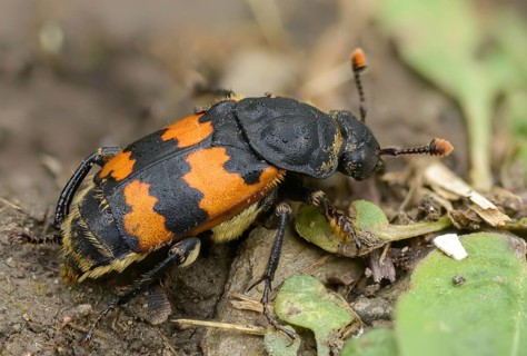 Common Burying Beetle, Common Gravedigger, Nicrophorus Vespillo, Beetle, Coleoptera, Insects,