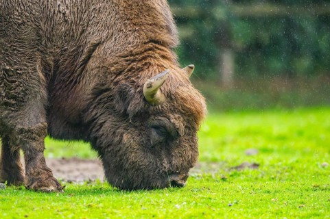 European bison (Bison bonasus) on a meadow on a rainy day in spring, Bavarian Forest, Germany