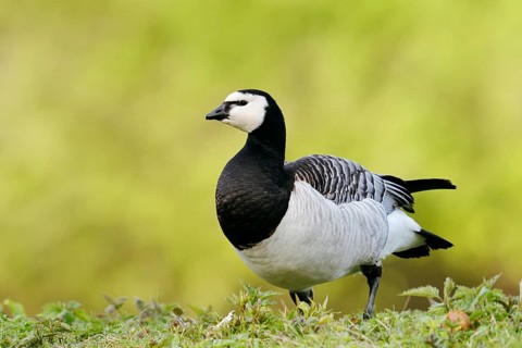 Barnacle Goose (Branta leucopsis), North Rhine-Westphalia, Germany
