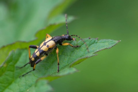 Black and yellow longhorn beetle, cerambycidae, spotted larbock, harlequin longhorn, leptura