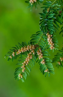 Yew, yew, European yew, taxaceae, taxus baccata, blossom, flower, flora, high size, portrait, male
