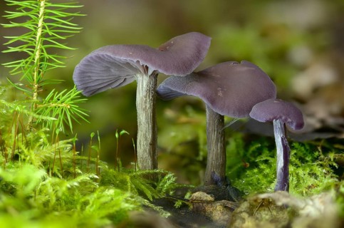 Amethyst deceiver, blue lacquer funnel, laccaria amethystea, purple lacquer mushroom, purple