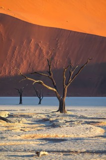Dead camel thorn trees (Vachellia erioloba), red sand dunes, white salt pan, Dead Vlei, Sossusvlei,