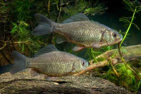 Carassius carp, crucian carp, cobbler carp, fish, fishes, pisces