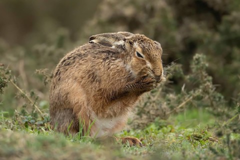 European brown hare (Lepus europaeus) adult animal washing its face in grassland, England, United