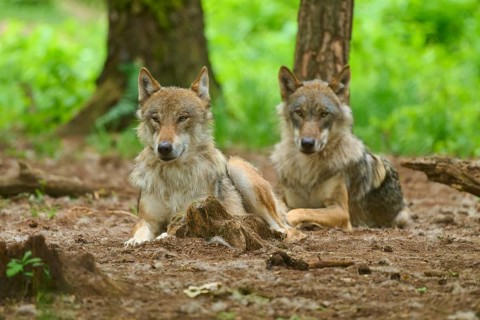 Two wolves are relaxing in the shade of the trees in the forest, summer, wolf (Canis lupus),