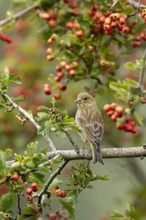 European greenfinch (Chloris chloris) adult bird in a Hawthorn hedgerow with red berries in summer,