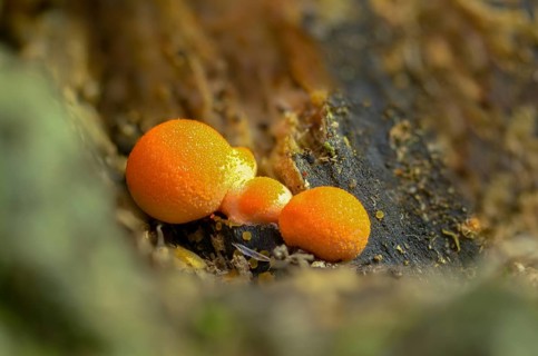 Blood milk fungus, blood fungus, galeperdon epidendron, gröning slime, lycogala epidendrum,