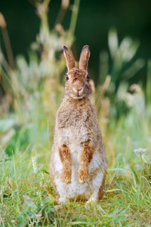 Wild rabbit (Oryctolagus cuniculus) sitting upright in a meadow, North Rhine-Westphalia, Germany