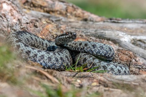 European adder, European viper, venomous snake, vipera berus, critters, poisonous reptiles,
