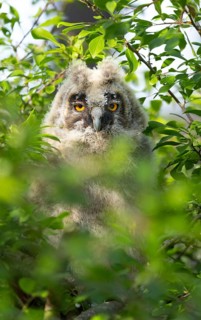 A young owl chick is hidden amongst the leaves and is looking intently at the camera, Long-eared