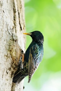 Starling (Sturnus vulgaris) at the breeding den, North Rhine-Westphalia, Germany
