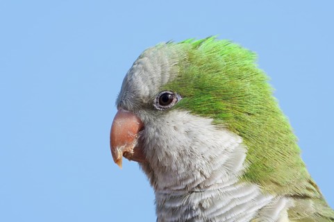 Monk Parakeet (Myiopsitta monachus), portrait, Fuerteventura, Canary Islands, Spain