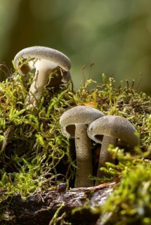 Ciliated stalk porling, fringed polypore, lentinus substrictus, corn stalk porling, polyporus