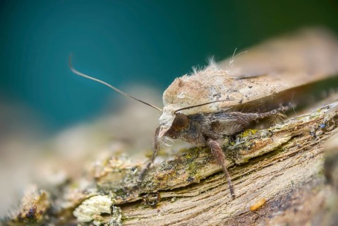 Housemother, large yellow underwing, Noctua pronuba, flew off, insects, moths, moths, butterflies