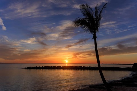 Lanzarote, Canary Islands, Spain, Europe, Playa Blanca, A palm tree in silhouette on a quiet beach