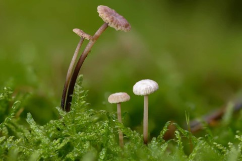 Androsaceus perforans, gymnopus perforans, marasmiellus perforans, micromphale perforans,
